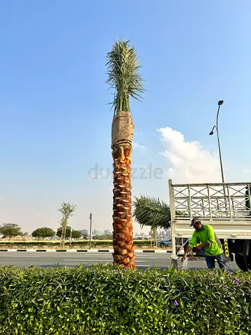 Brand New Palm Tree for Sale