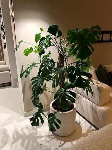 Plant Monstera