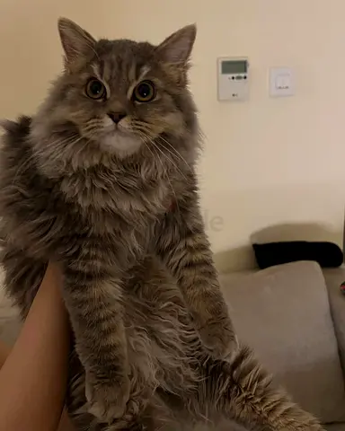 Lovely cat male for adoption