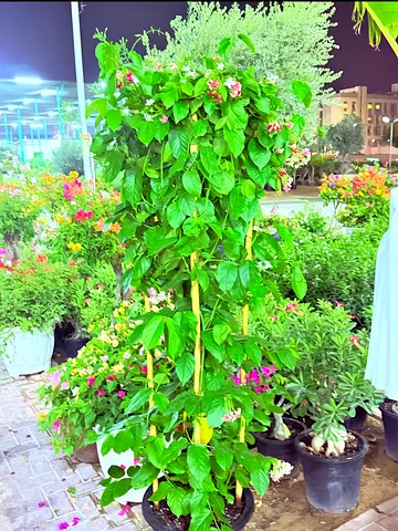 Beautiful Climbing Plant on Trellis