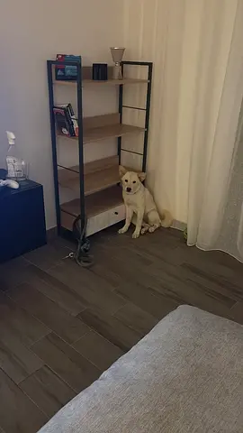 Puppy