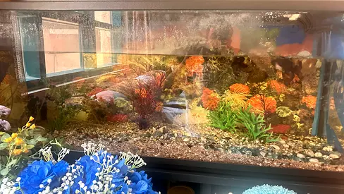 Beautifully Decorated high quality Aquarium for Sale with Table and  complete accessories