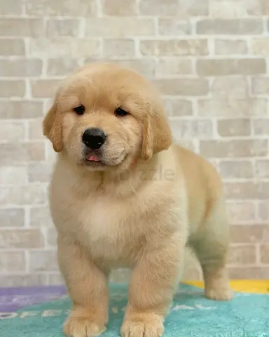 Adorable Golden Retriever Puppy Looking for a Loving Home