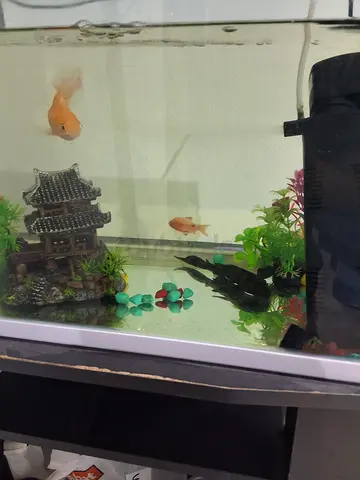 3 Colorful Fish