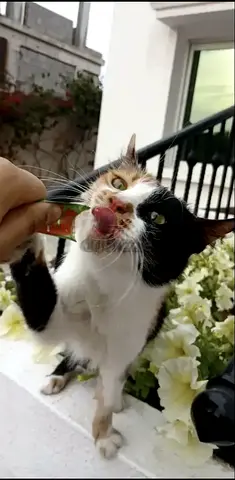 Rescue Cat Princess Pudding, Professional Lap Warmer