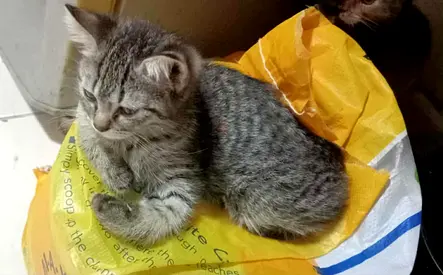 Biritish shorthair for adoption