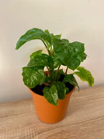 Alocasia Low rider (Rare Plant)