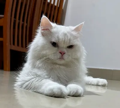 Cats available for free adoption
