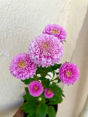 chrysanthemum Pink