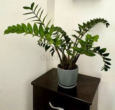 URGENT SALE. MUST GO IN A WEEK. ZZ Plant (Zamioculcas) in Grey Pot — Healthy, Low-Maintenance