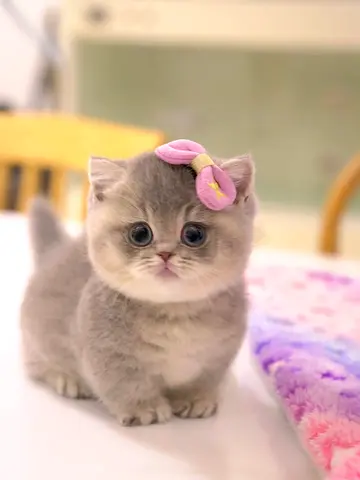 Im rehoming a sweet grey kitten — looking for a loving home