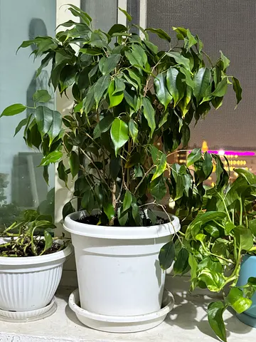 Healthy indoor Ficus (weeping fig) + Pothos — two potted plants