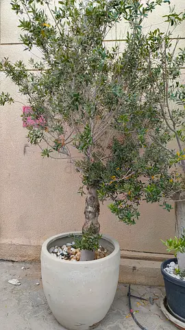 Beautiful Potted Olive Tree and Decorative Plants