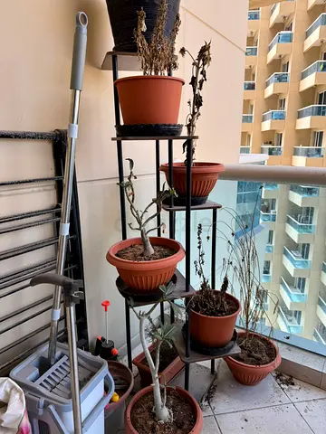 Plant Stand
