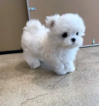 Cute White Puppy Looking for a Loving Home