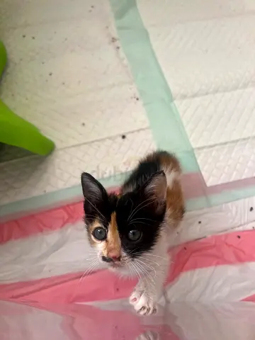 MEET MOCHA: The Little Warrior 🤎🐈