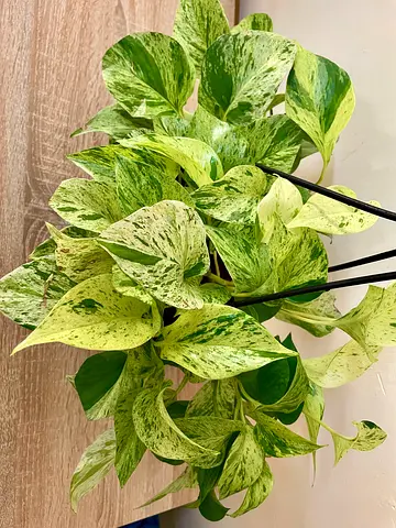 Marble Queen Pothos (hanging)