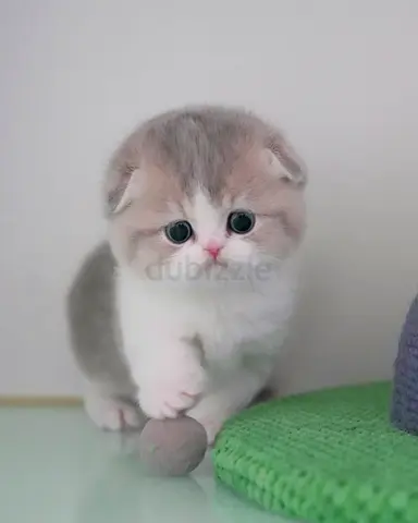 Sweet Scottish Fold kitten looking for a loving home