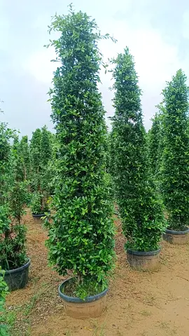 Tall Green Plants for Indoor  Outdoor Decoration