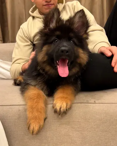Adorable German Shepherd puppy — ready for adoption
