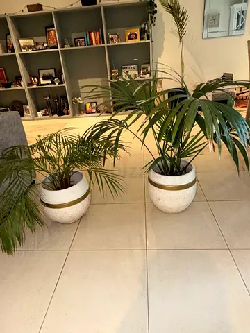 Selection of indoor plants with ceramic and composite pots