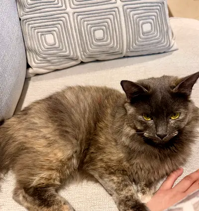 1 year old sweet and affectionate tortoiseshell Persian cat, fully litter trained