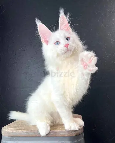 Rehoming my white fluffy kitten with blue eyes