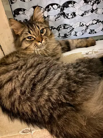 Persian male for free adoption