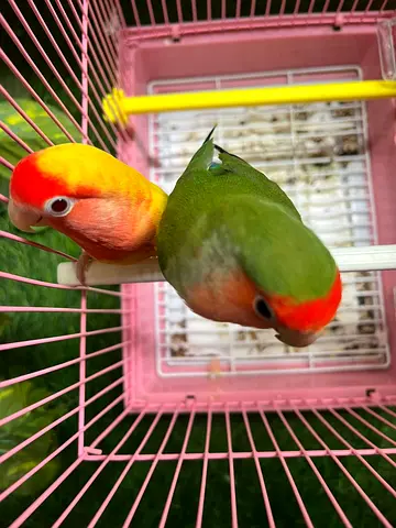 عجمان الراشدية 3