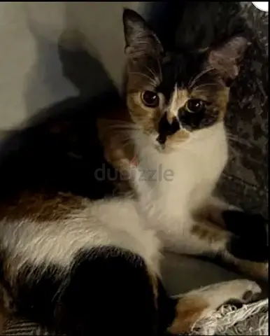 Angel! Playful Rescue Nine Month Kitten for Adoption