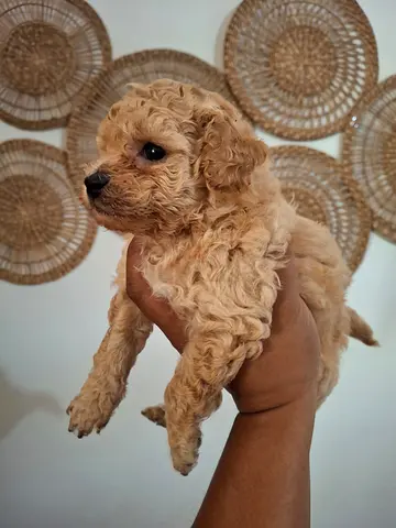 Adorable apricot miniature poodle puppy