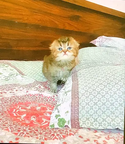 Chinchilla boy healthy kitten