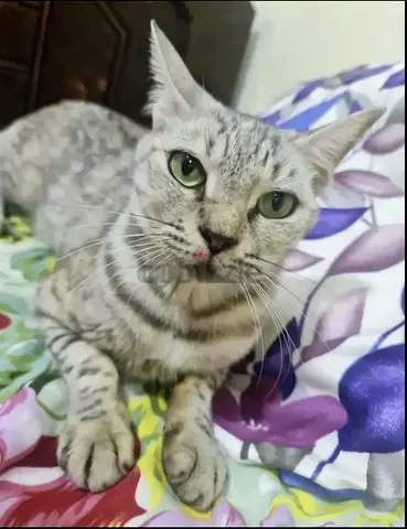 Luna Tuna - A Diva with a Heart of Gold