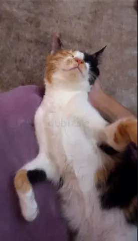 Pudding - Cuddliest Kitty Available for Free Adoption