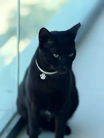 Beautiful black cat looking for a loving home 🤍