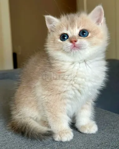 Friendly cream kitten with blue eyes — rehoming