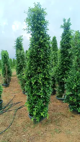 Artificial Tall Green Plants for Indoor  Outdoor Decoration