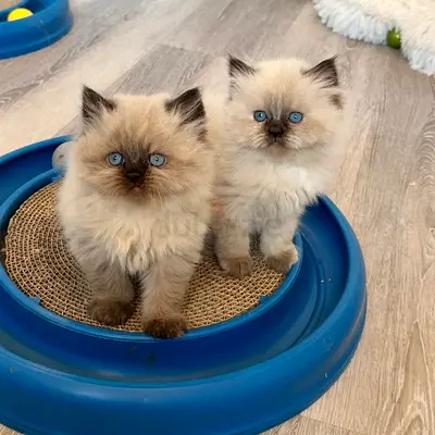 Two fluffy blue-eyed kittens (siblings) - ready for adoption