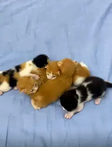 Litter of 5 newborn kittens - free to good homes
