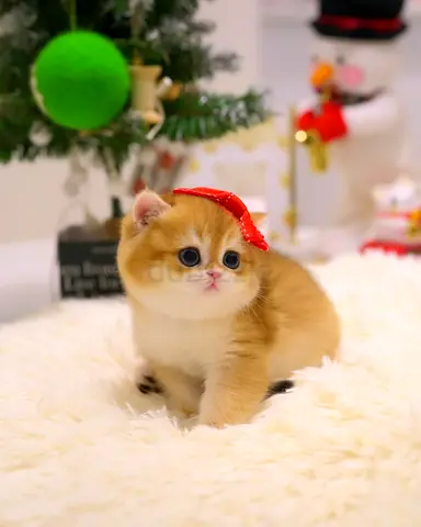 Sweet orange  white kitten looking for a loving home