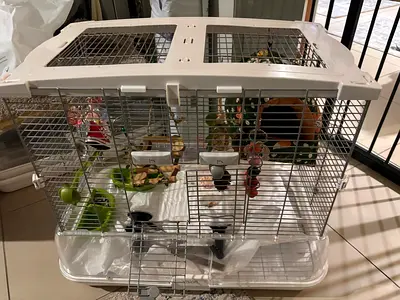 Bird cage with all its accessories