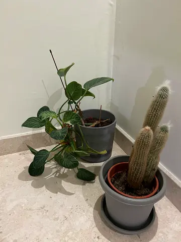 Various plants: tall cactus + variegated philodendron and more (pots included)