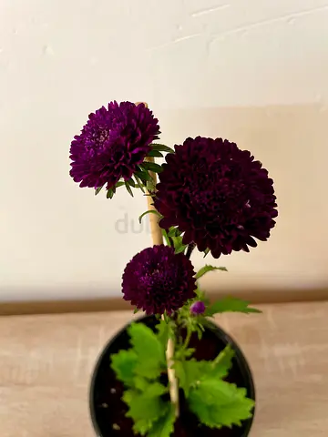 Chrysanthemum