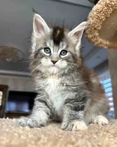 Fluffy gray kitten (approx. 2 months) — looking for a loving home