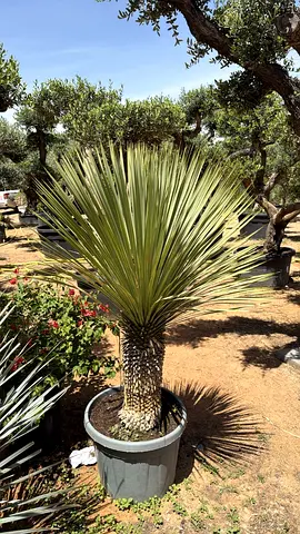 Potted Yucca Plant for Home Decor