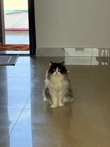 Cats available for free adoption