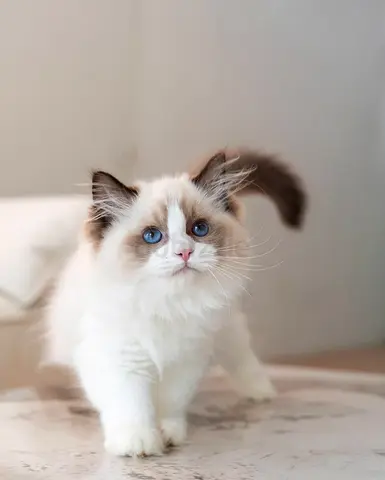 Rehoming my Ragdoll kitten with blue eyes