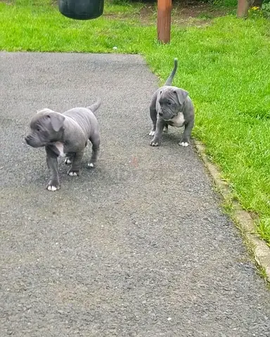 Staffordshire Bull Terrier Puppies