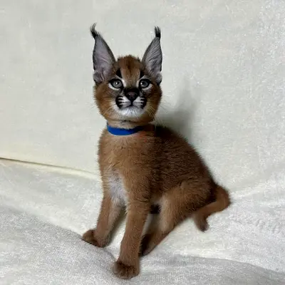 Caracal kitten (young) — looking for a loving home