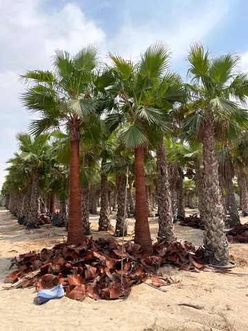 Beautiful Palm Trees for Sale